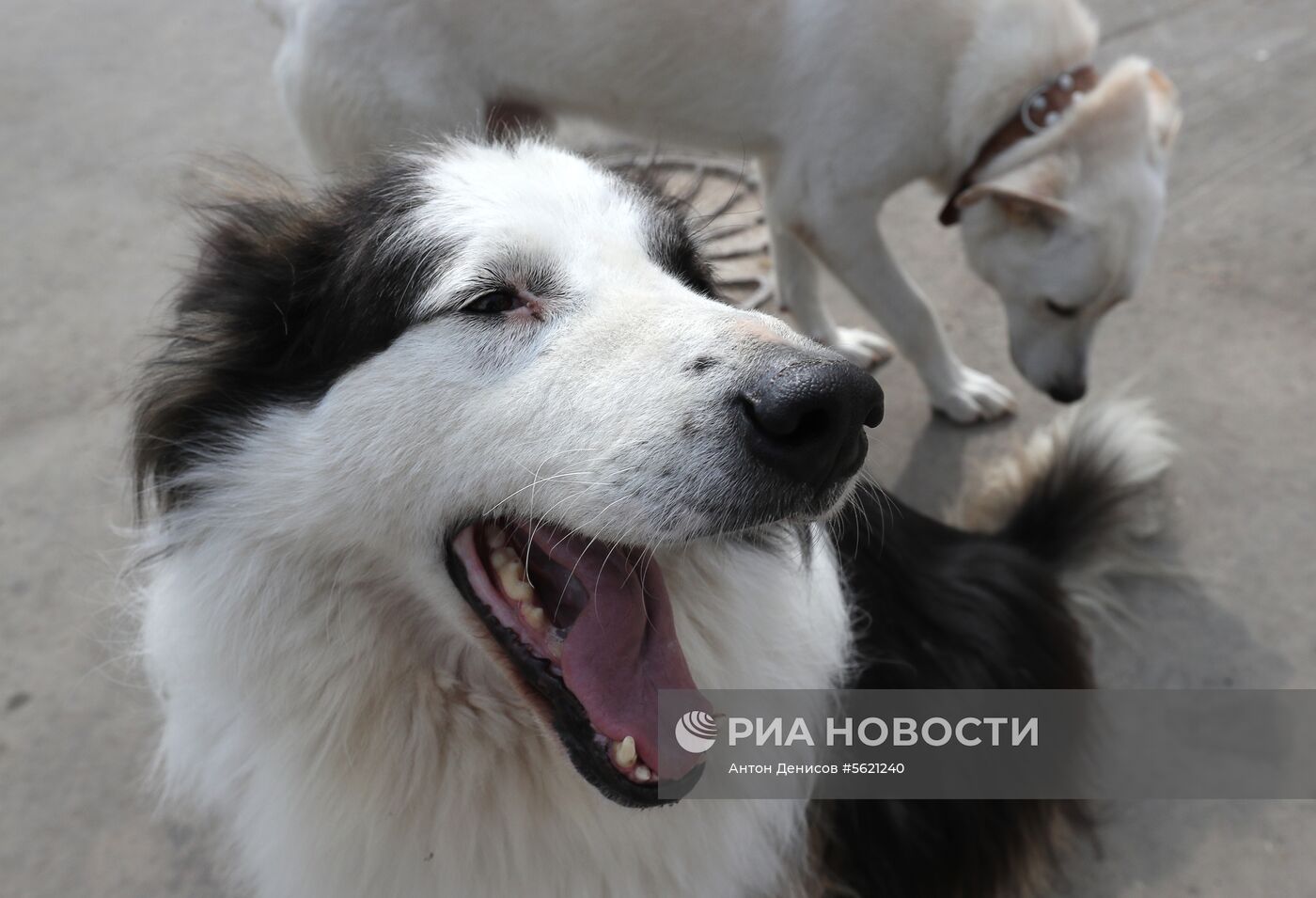 Приют для бездомных животных "Зеленоград"