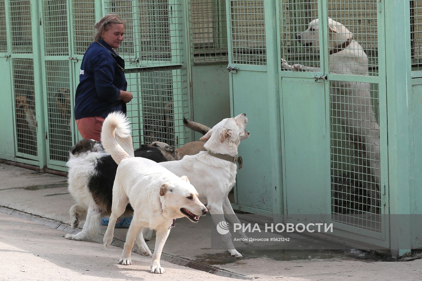 Приют для бездомных животных "Зеленоград"