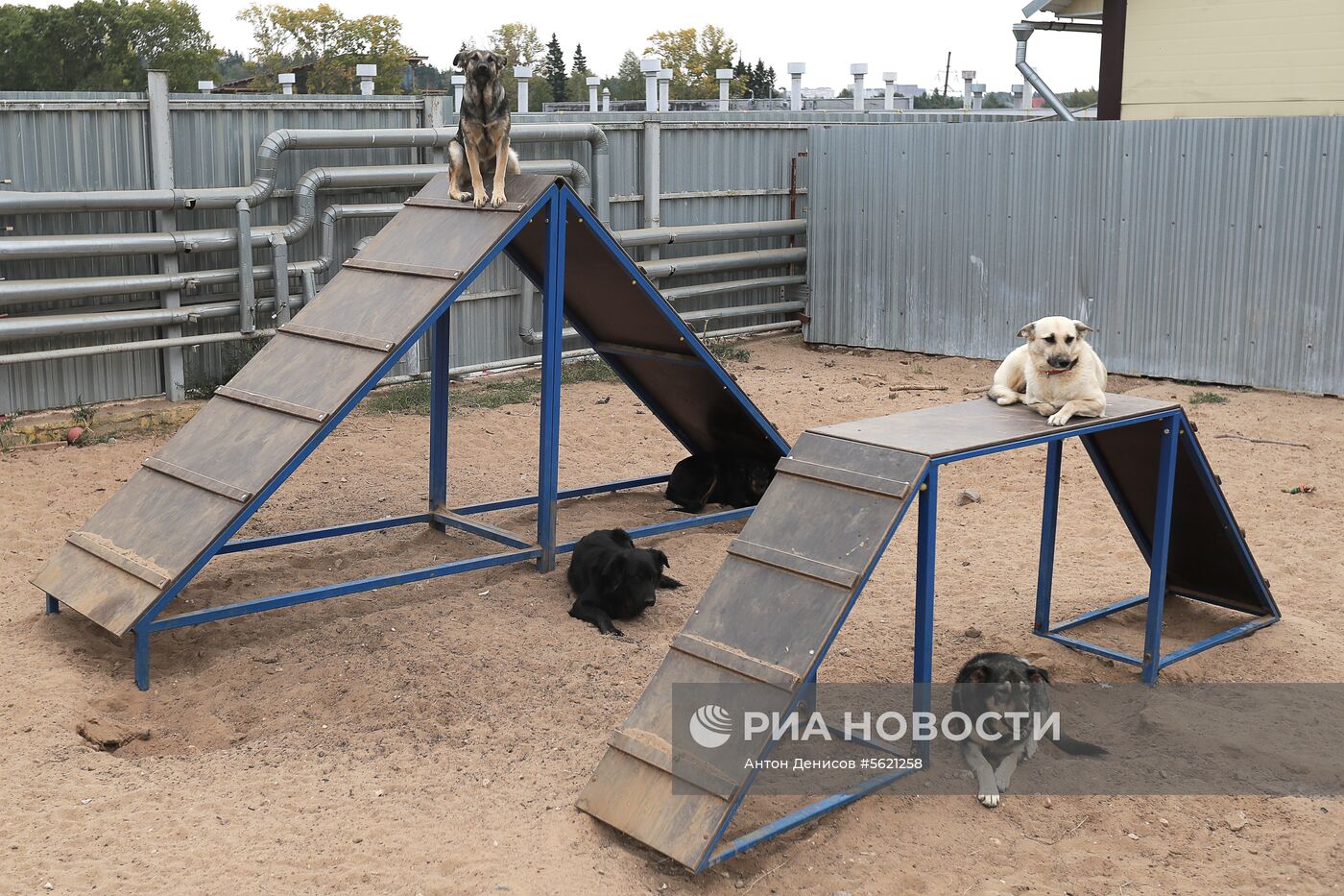 Приют для бездомных животных "Зеленоград"