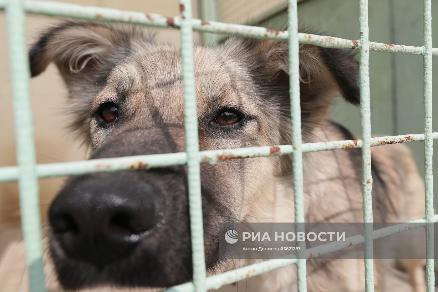 Приют для бездомных животных "Зеленоград"