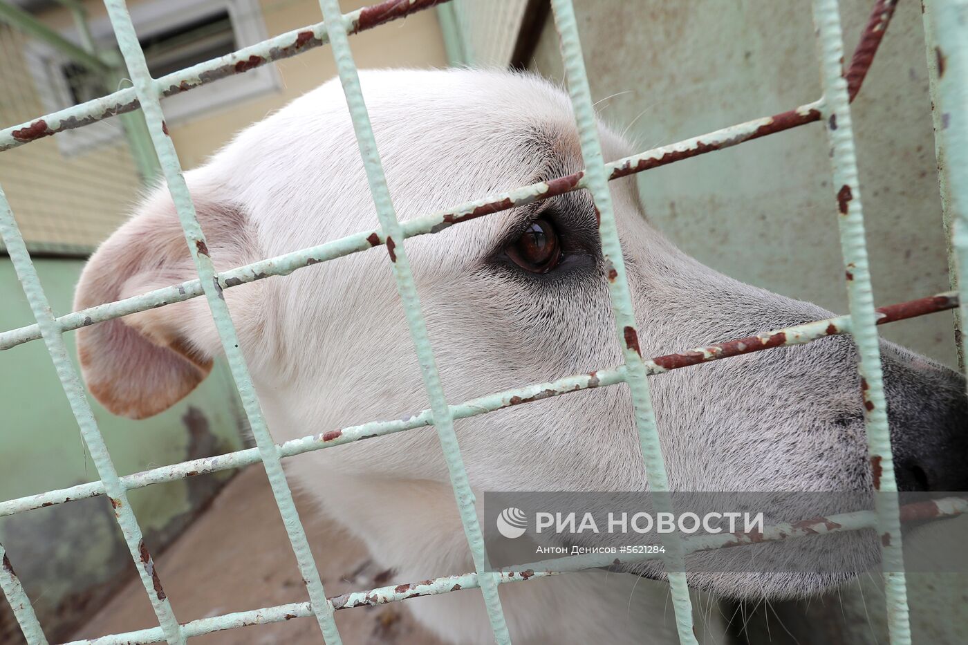 Приют для бездомных животных "Зеленоград"