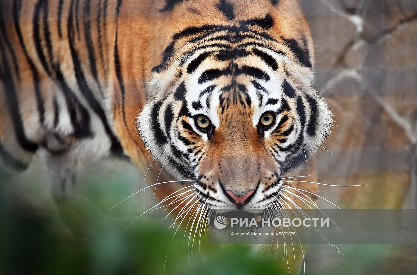 Сафари-парк "Тайган" в Крыму
