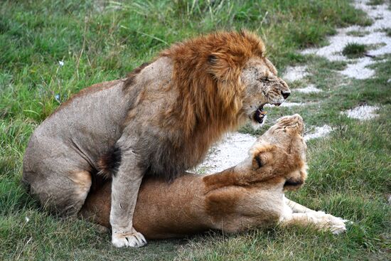 Сафари-парк «Тайган» в Крыму