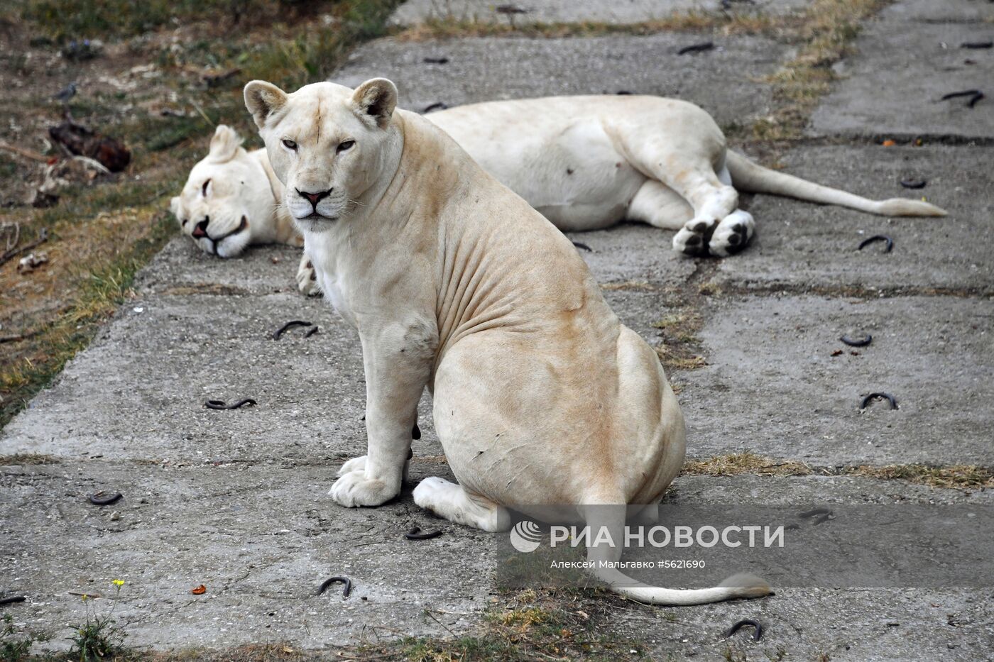 Сафари-парк "Тайган" в Крыму