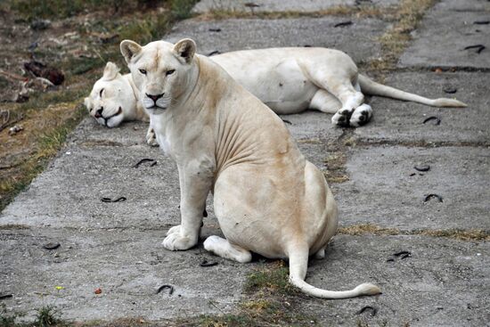 Сафари-парк "Тайган" в Крыму