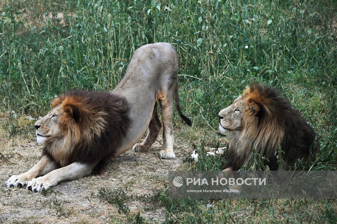 Сафари-парк «Тайган» в Крыму