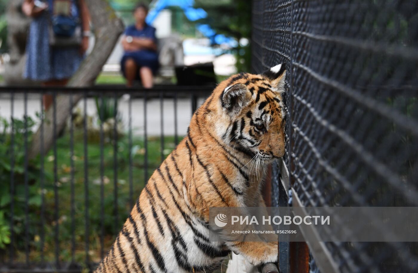 Сафари-парк «Тайган» в Крыму