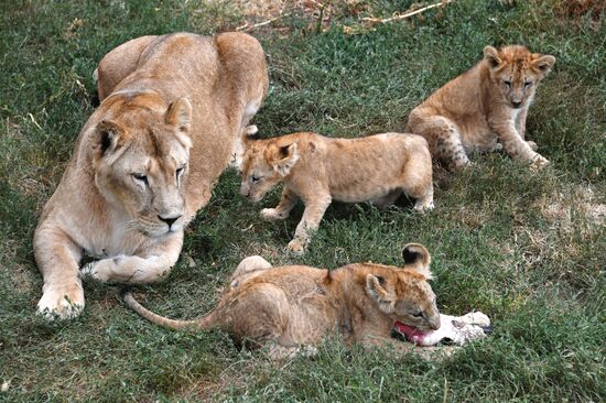 Сафари-парк "Тайган" в Крыму