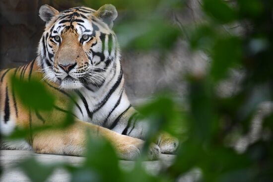 Сафари-парк "Тайган" в Крыму