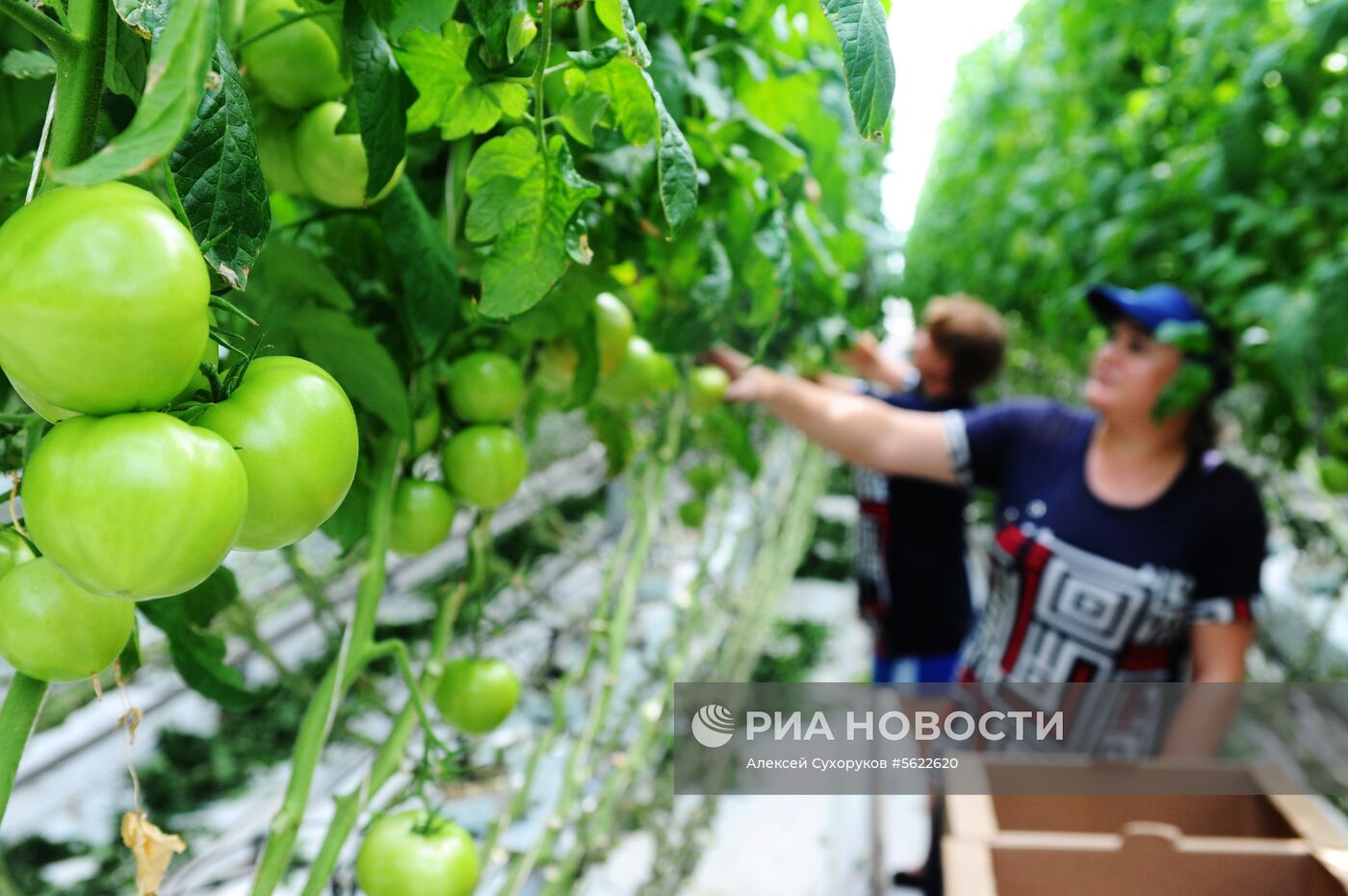 Тепличное хозяйство в Тамбовской области