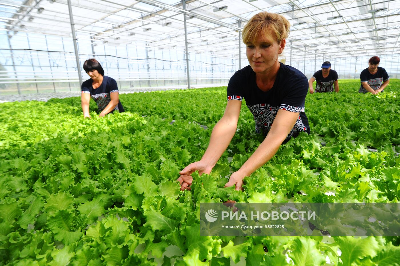 Тепличное хозяйство в Тамбовской области