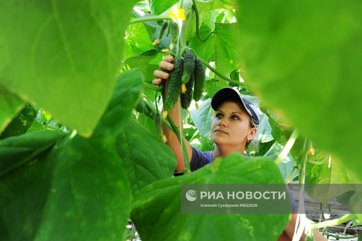 Тепличное хозяйство в Тамбовской области