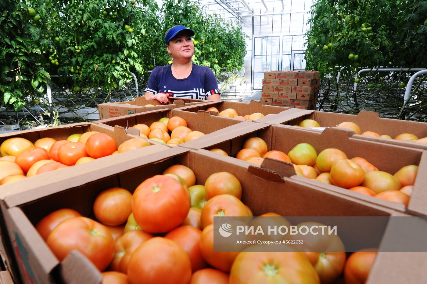 Тепличное хозяйство в Тамбовской области