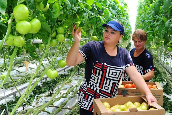 Тепличное хозяйство в Тамбовской области