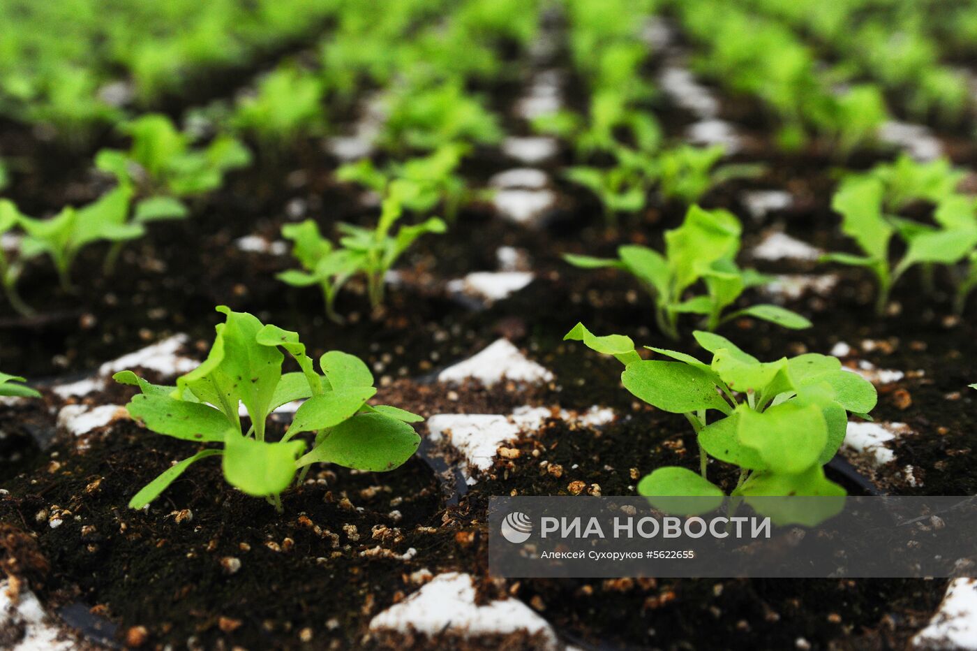 Тепличное хозяйство в Тамбовской области