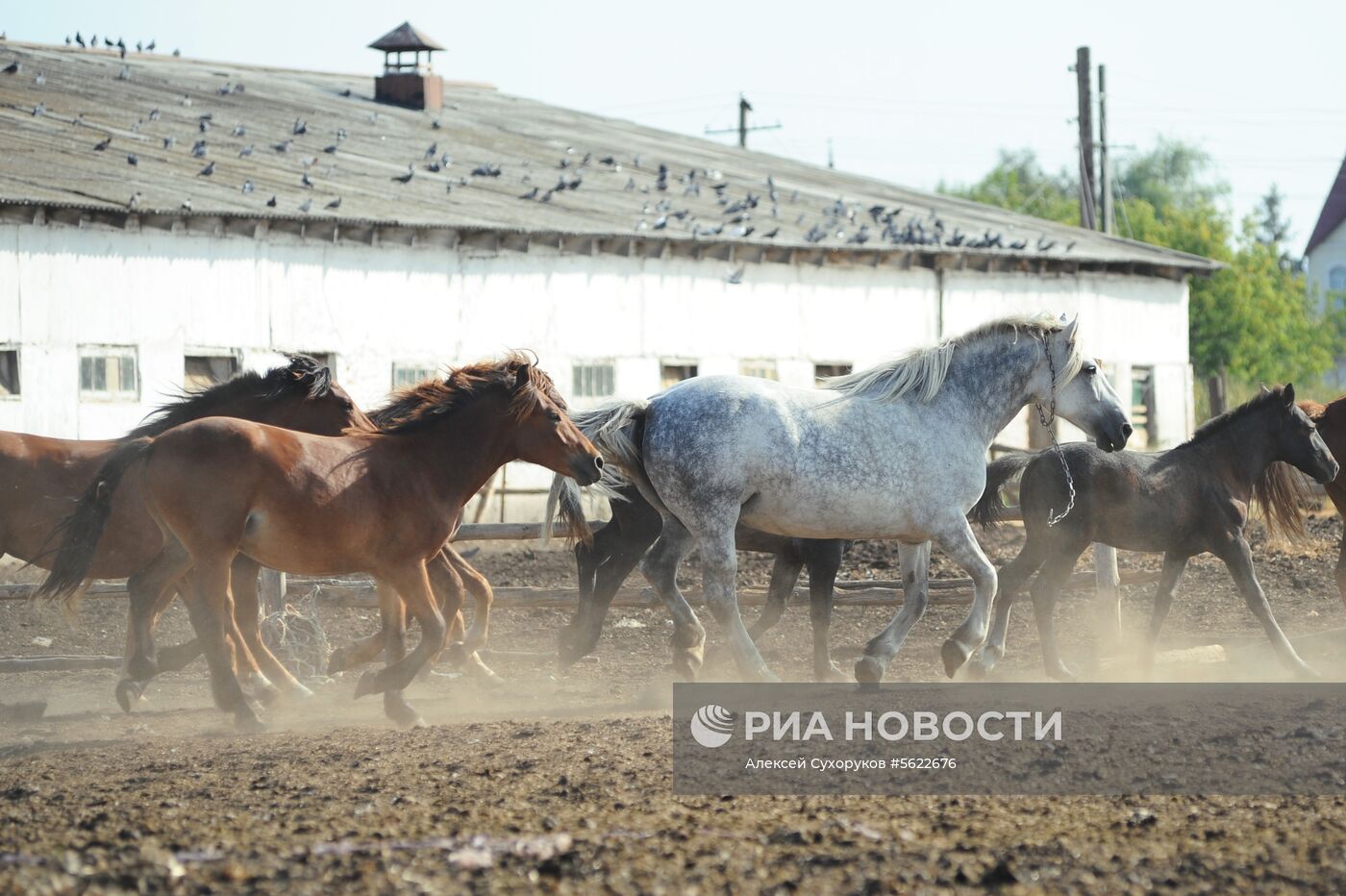 Племенной завод в Тамбовской области