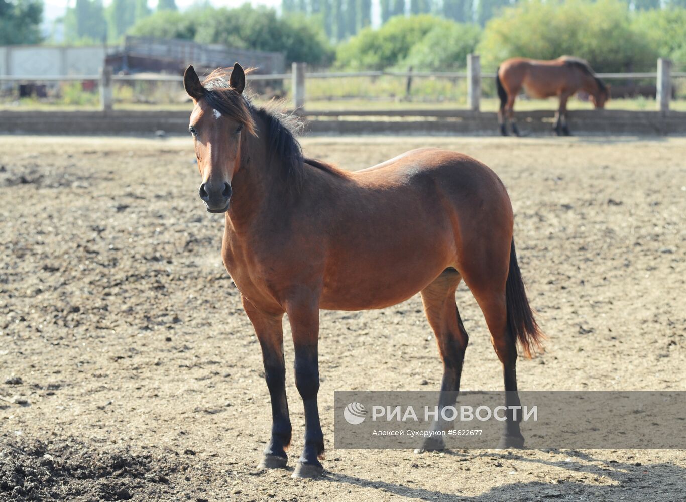 Племенной завод в Тамбовской области