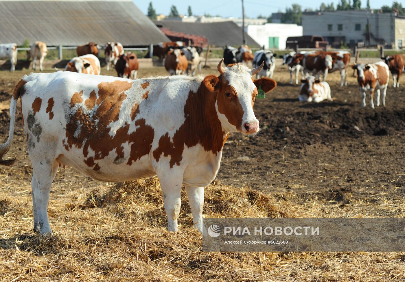 Племенной завод в Тамбовской области