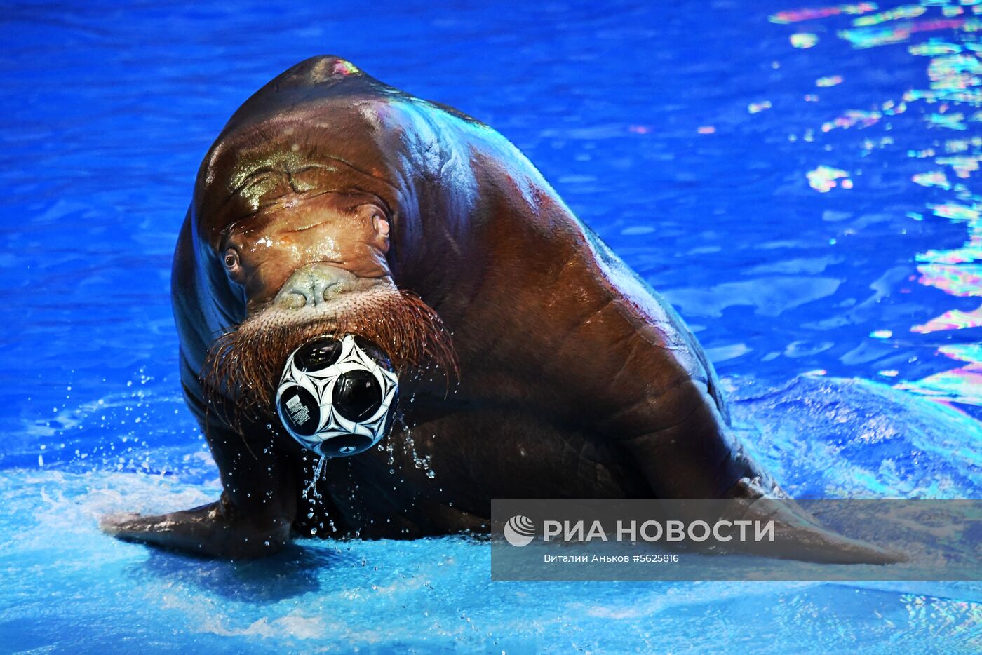 Приморский  океанариум 