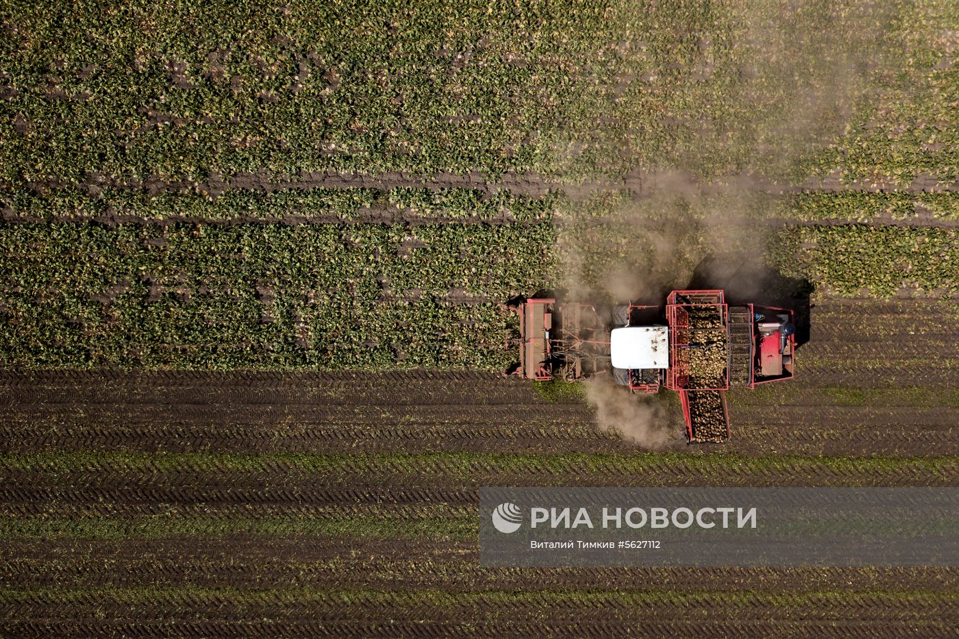Уборка сахарной свеклы в Краснодарском крае