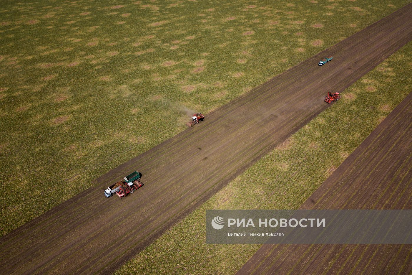 Уборка сахарной свеклы в Краснодарском крае