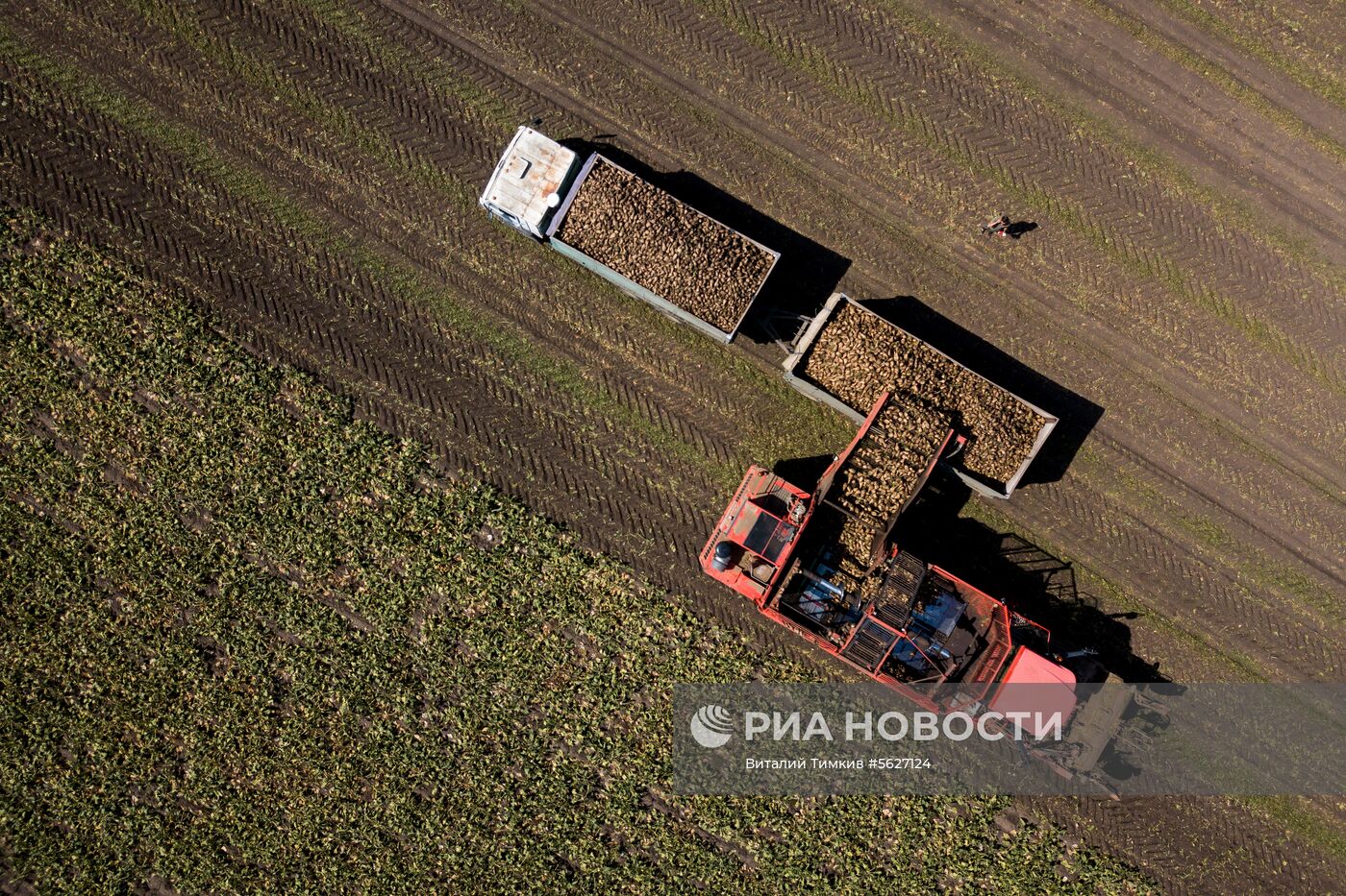 Уборка сахарной свеклы в Краснодарском крае