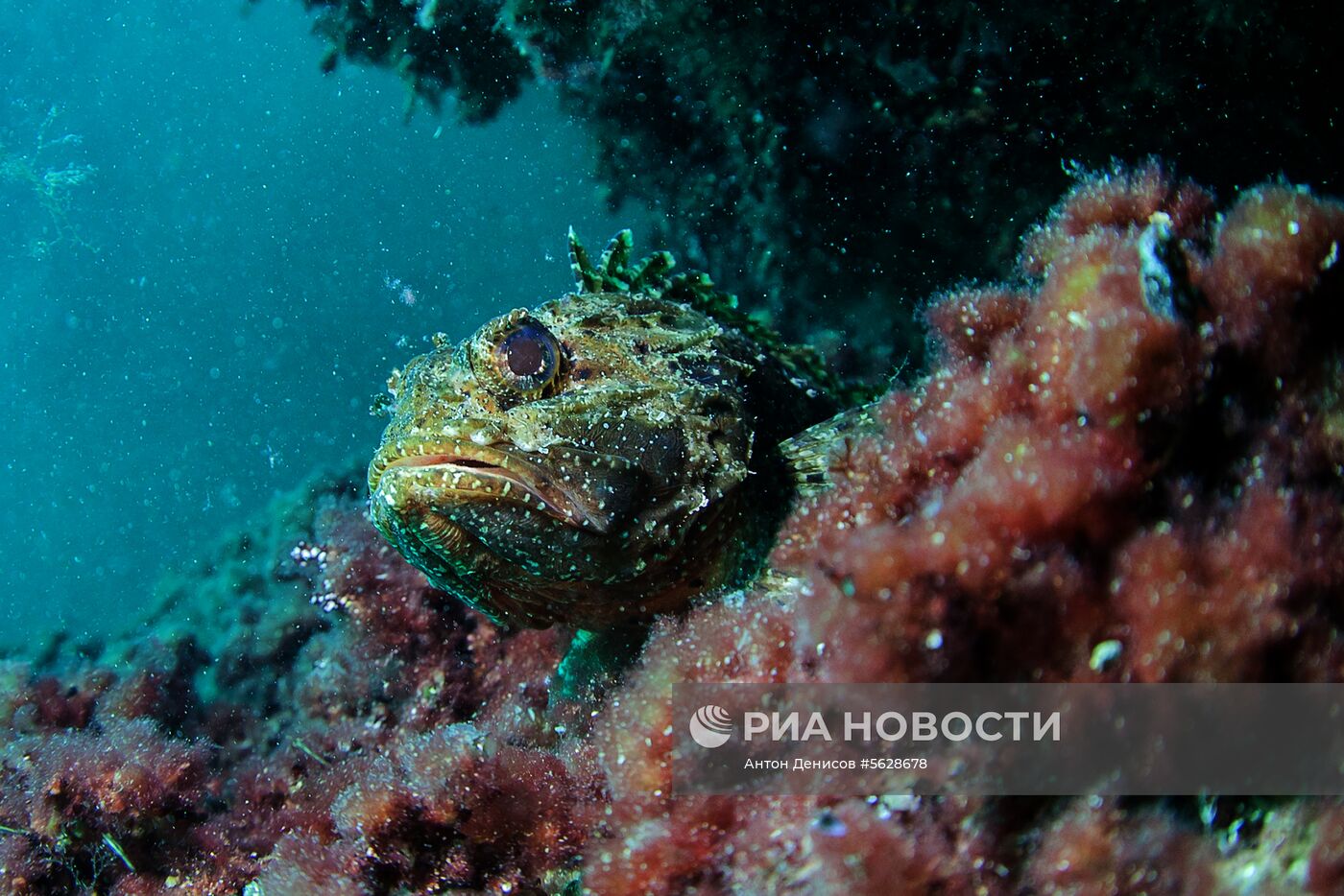 Подводный мир полуострова Крым