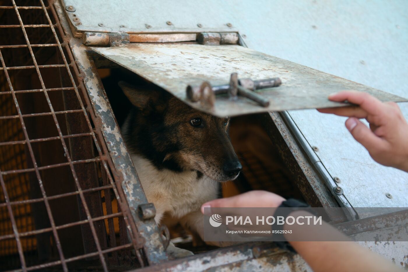 Кинологическая служба "Аэрофлота"