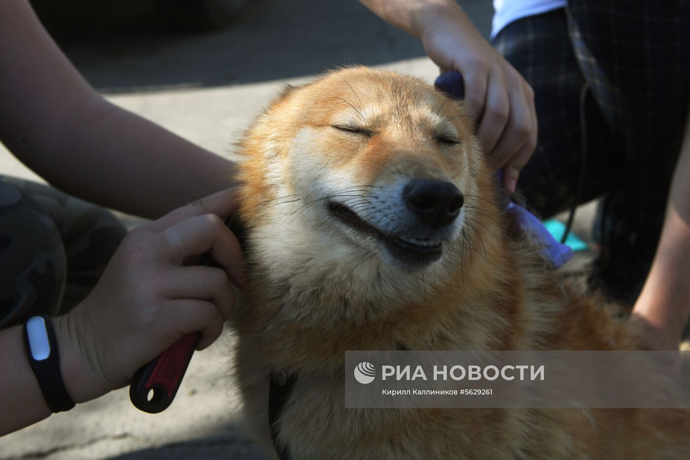 Кинологическая служба "Аэрофлота"