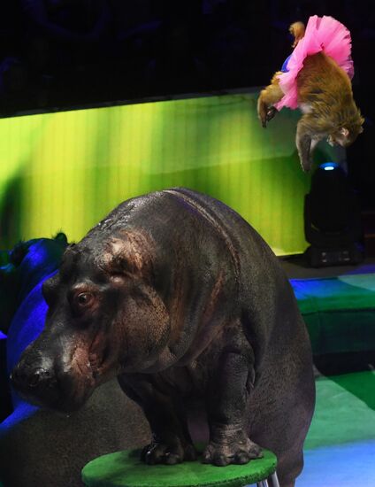 Всемирный фестиваль циркового искусства "Идол"