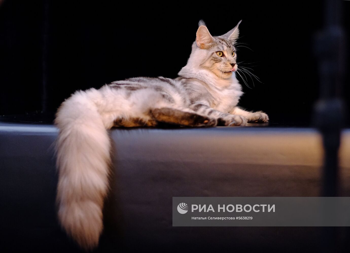 Международная выставка кошек "Звезда 2018"