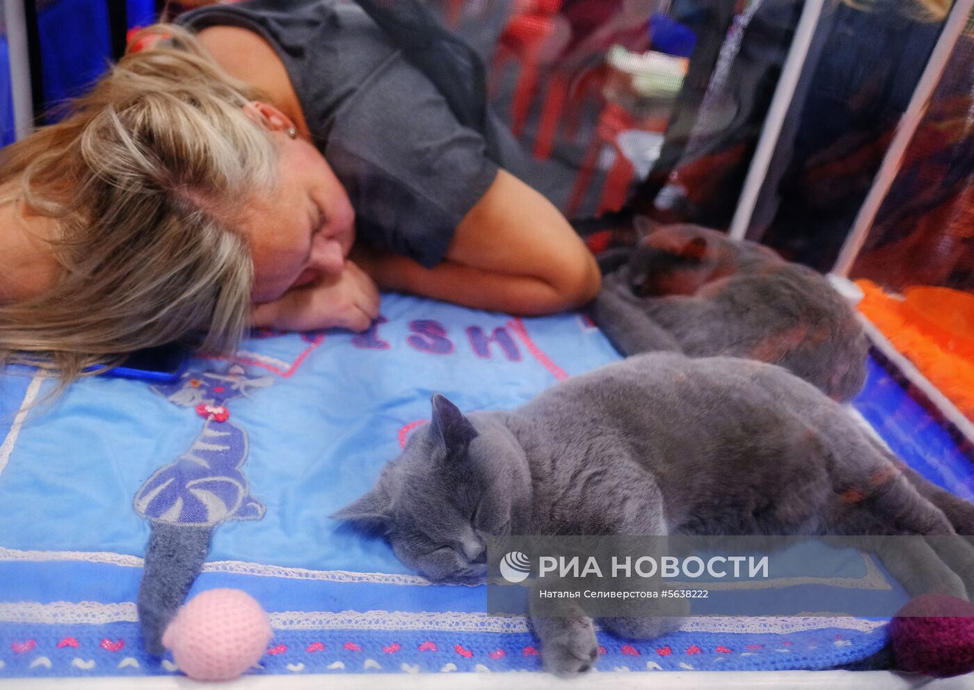 Международная выставка кошек "Звезда 2018"