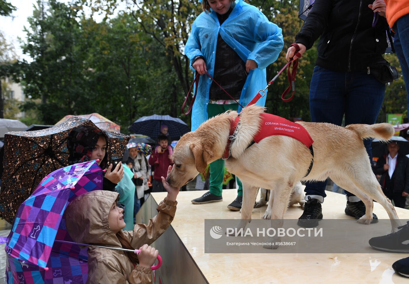 Парад собак в парке "Красная пресня"