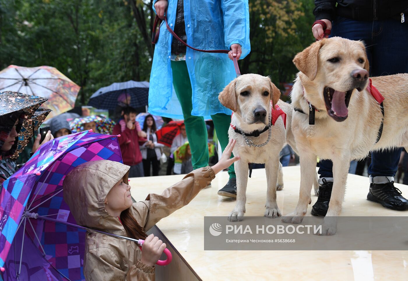 Парад собак в парке "Красная пресня"