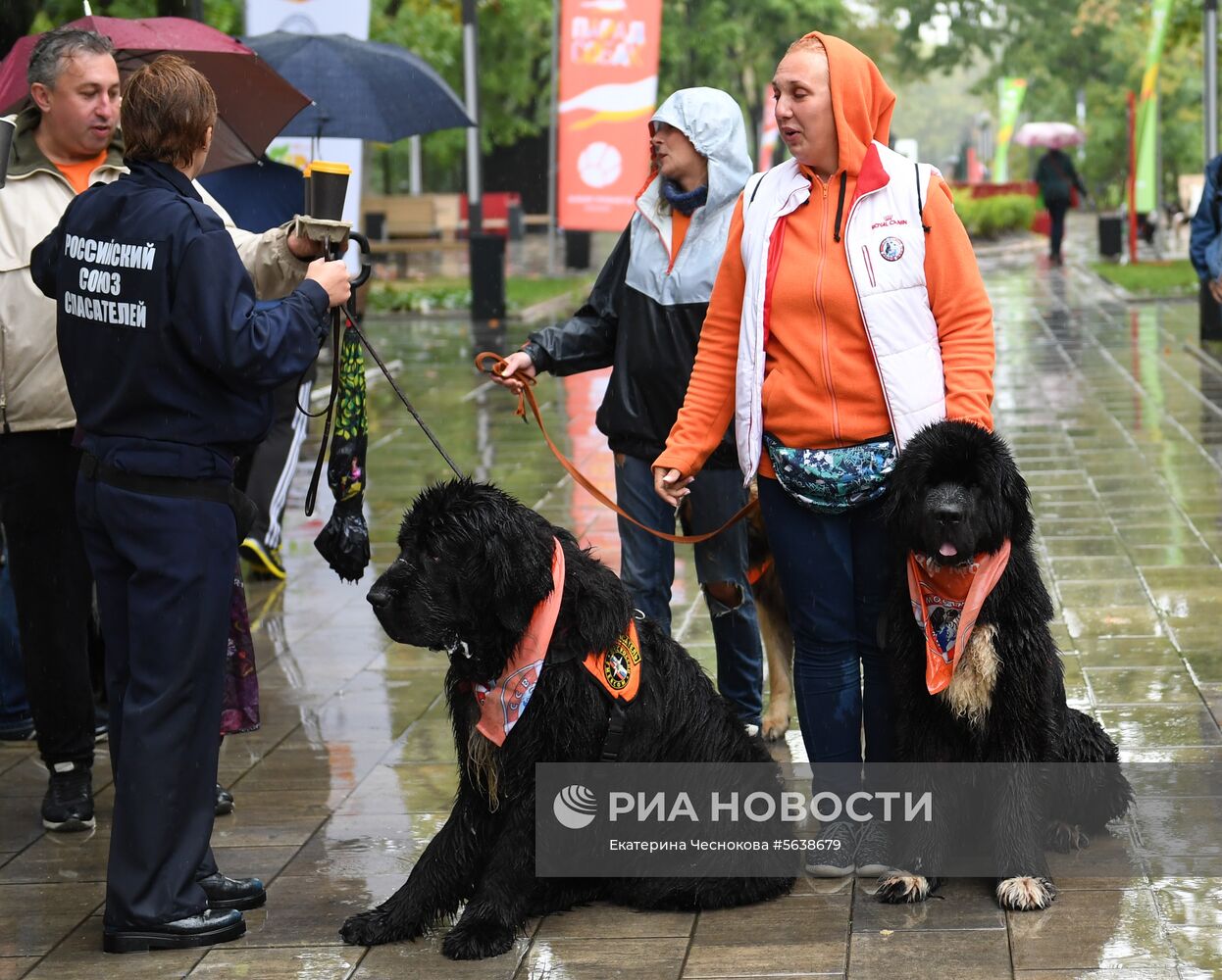 Парад собак в парке "Красная пресня"