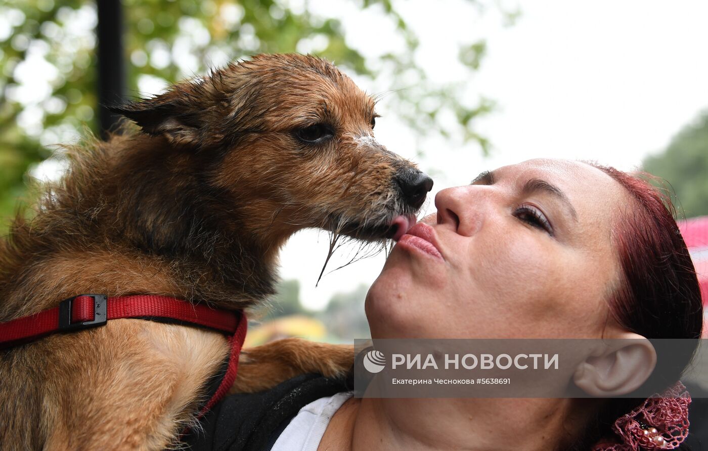 Парад собак в парке "Красная пресня"