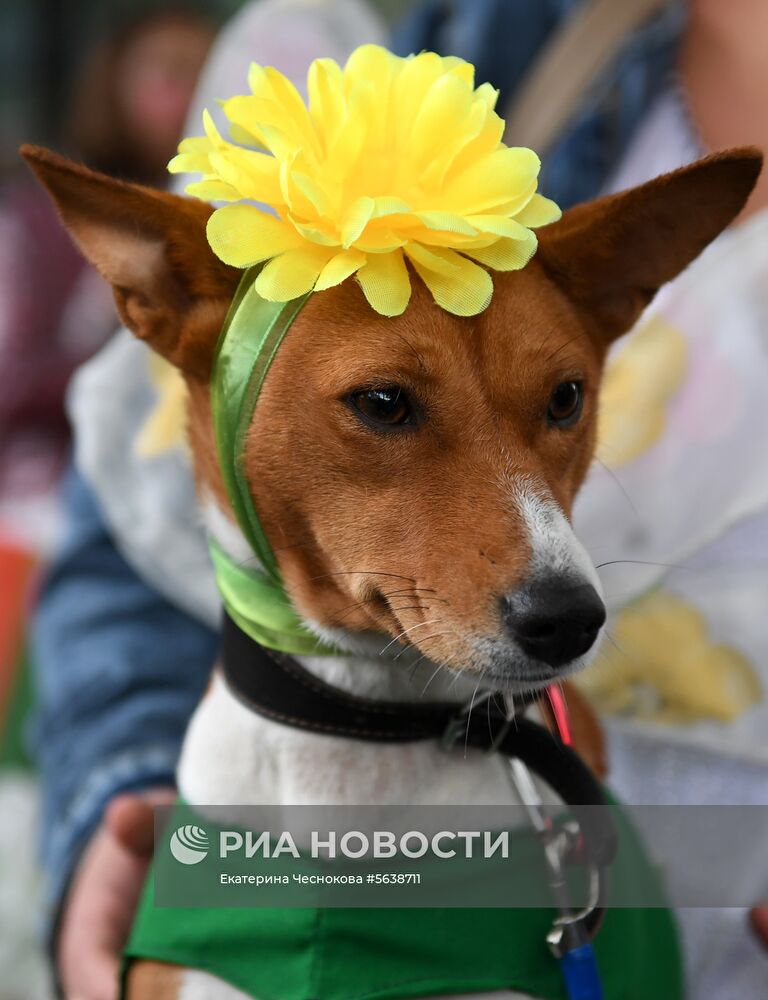 Парад собак в парке "Красная пресня"