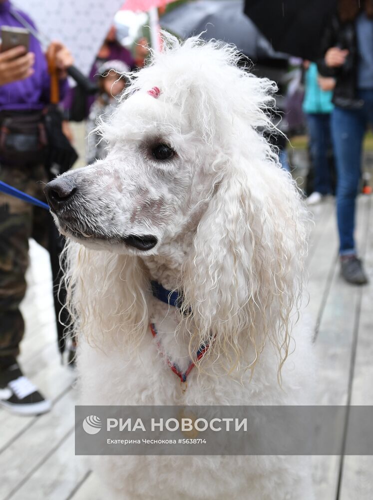 Парад собак в парке "Красная пресня"