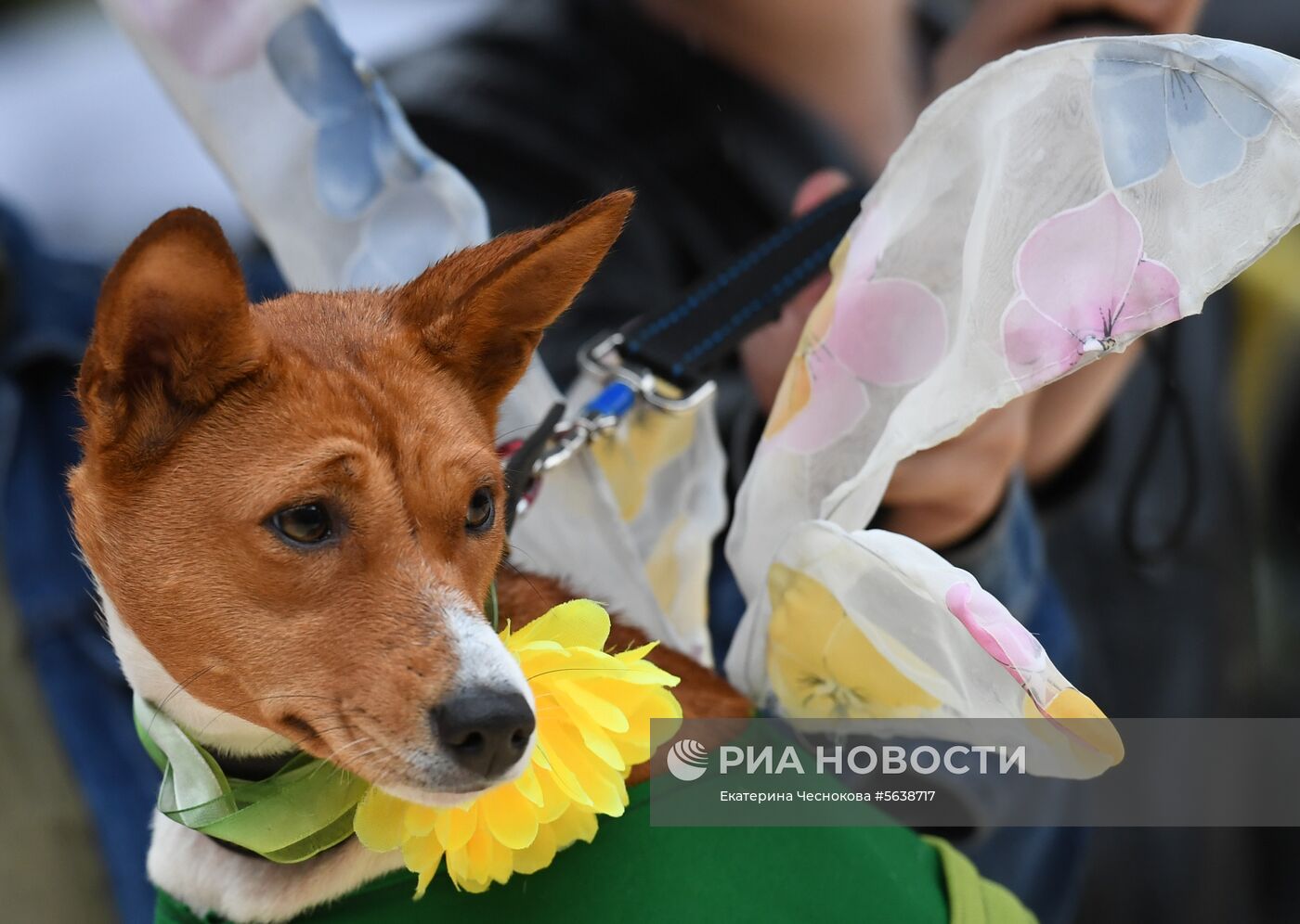 Парад собак в парке "Красная пресня"