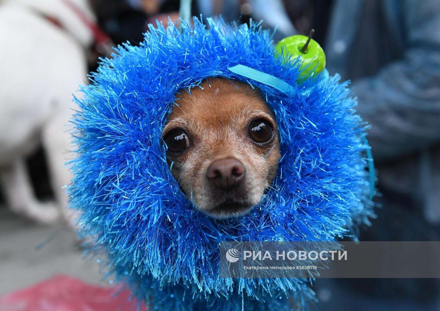 Парад собак в парке "Красная пресня"