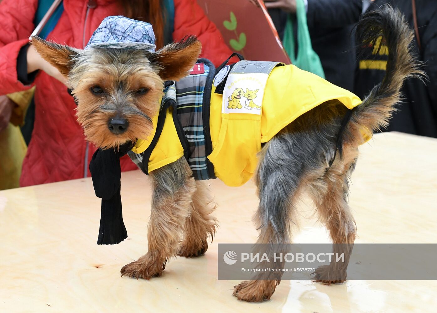 Парад собак в парке "Красная пресня"