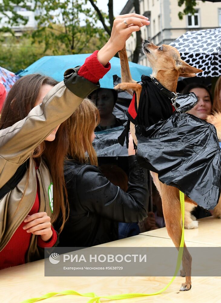 Парад собак в парке "Красная пресня"