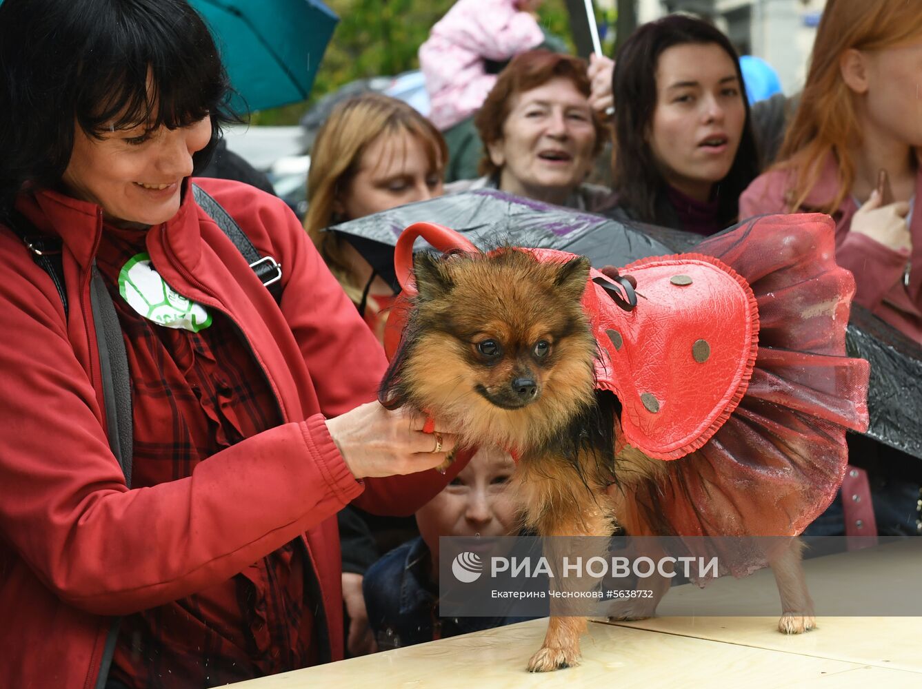 Парад собак в парке "Красная пресня"