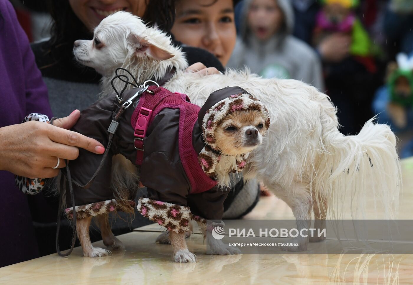 Парад собак в парке "Красная пресня"