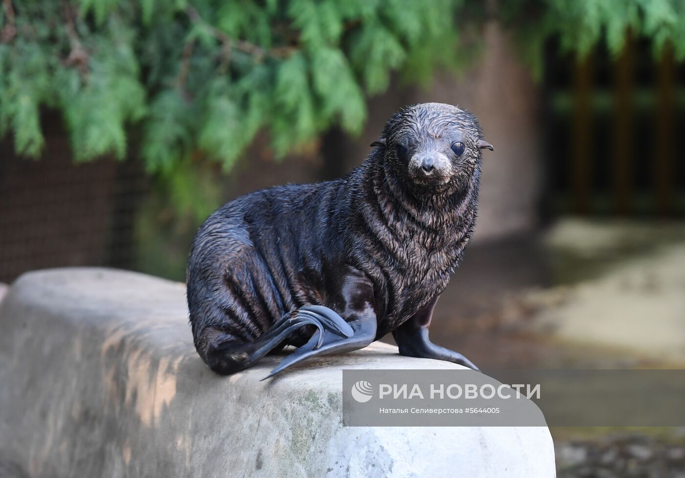 Обитатели Московского зоопарка