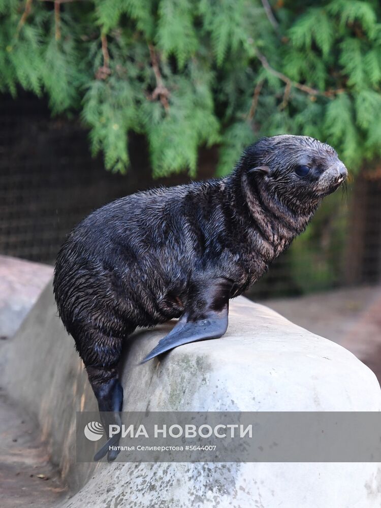 Обитатели Московского зоопарка