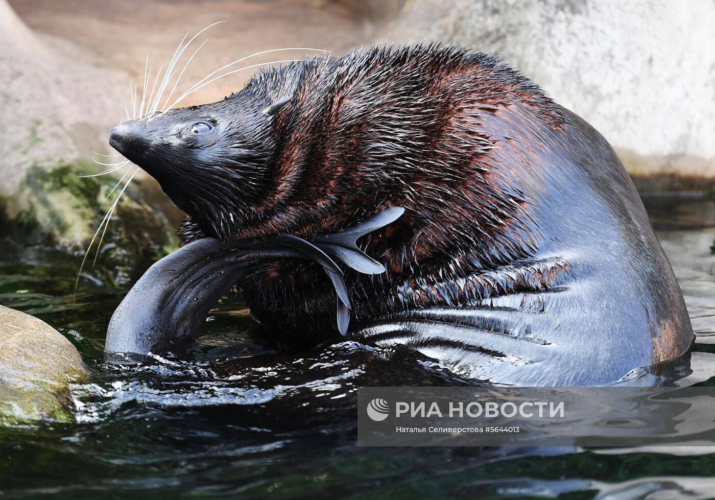 Обитатели Московского зоопарка