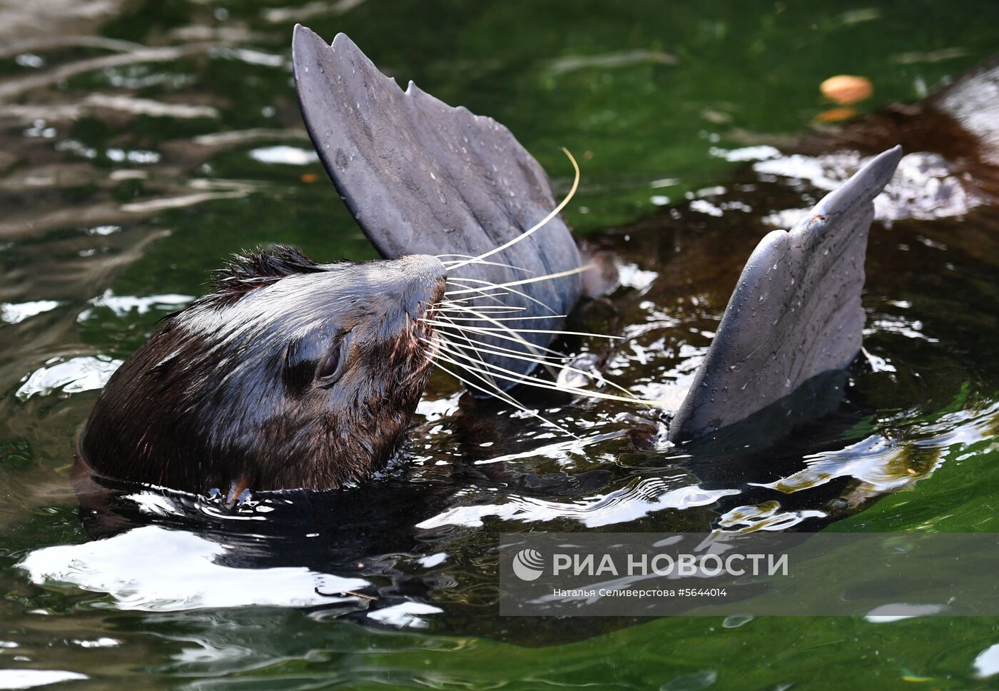 Обитатели Московского зоопарка