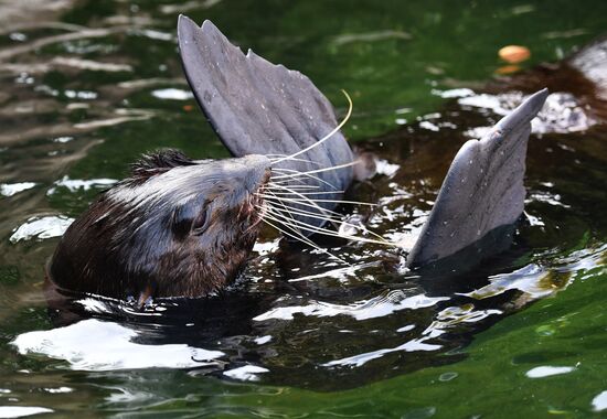 Обитатели Московского зоопарка