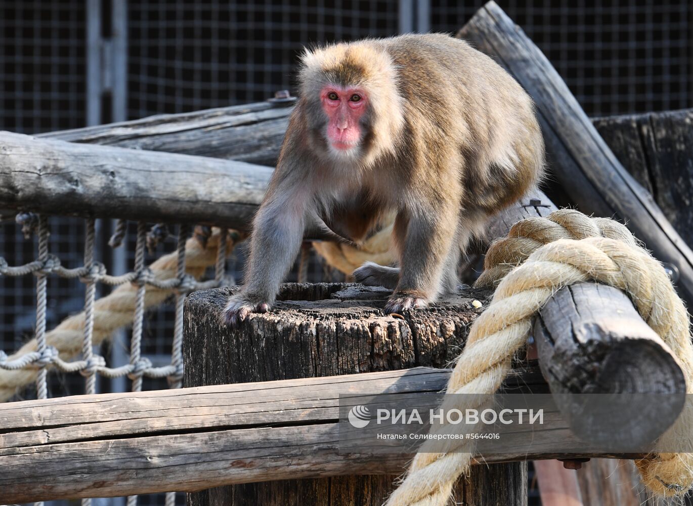 Обитатели Московского зоопарка
